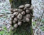 Birnenstäubling, Foto 6