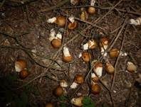 Birnenstäubling, Foto 46