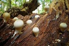 Birnenstäubling, Foto 48