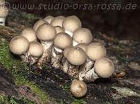 Birnenstäubling, Foto 49
