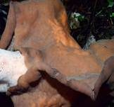 Bischofsmütze, Foto 18