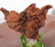 Bischofsmütze, Foto 33
