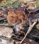 Bischofsmütze, Foto 41