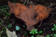 Bischofsmütze, Foto 9