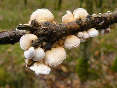 Kugelsporiges Stummelfüßchen, Foto 2