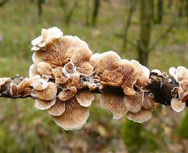 Kugelsporiges Stummelfüßchen, Foto 3
