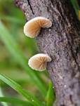 Kugelsporiges Stummelfüßchen, Foto 12