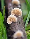 Kugelsporiges Stummelfüßchen, Foto 13