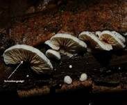 Kugelsporiges Stummelfüßchen, Foto 15