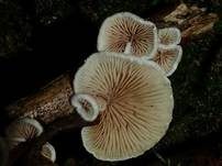 Kugelsporiges Stummelfüßchen, Foto 17