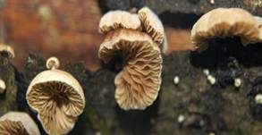 Kugelsporiges Stummelfüßchen, Foto 18