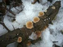 Kugelsporiges Stummelfüßchen, Foto 19