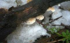 Kugelsporiges Stummelfüßchen, Foto 20