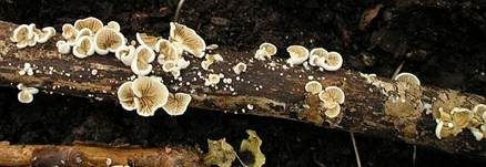 Kugelsporiges Stummelfüßchen, Foto 21