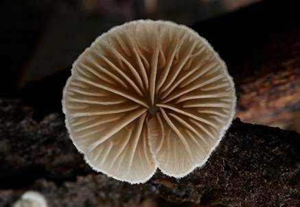 Kugelsporiges Stummelfüßchen, Foto 4