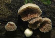 Kugelsporiges Stummelfüßchen, Foto 22