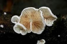 Kugelsporiges Stummelfüßchen, Foto 24