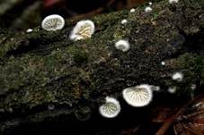 Kugelsporiges Stummelfüßchen, Foto 25