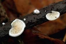 Kugelsporiges Stummelfüßchen, Foto 26