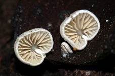 Kugelsporiges Stummelfüßchen, Foto 27