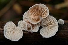 Kugelsporiges Stummelfüßchen, Foto 6