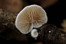 Kugelsporiges Stummelfüßchen, Foto 7
