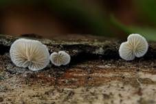 Kugelsporiges Stummelfüßchen, Foto 8