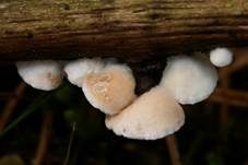 Kugelsporiges Stummelfüßchen, Foto 9