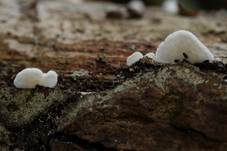 Kugelsporiges Stummelfüßchen, Foto 11