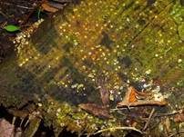 Kugelwerfer, Foto 21