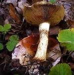 Kupferroter Klumpfuß, Foto 20