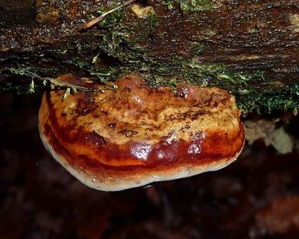 Kupferroter Lackporling, Foto 2