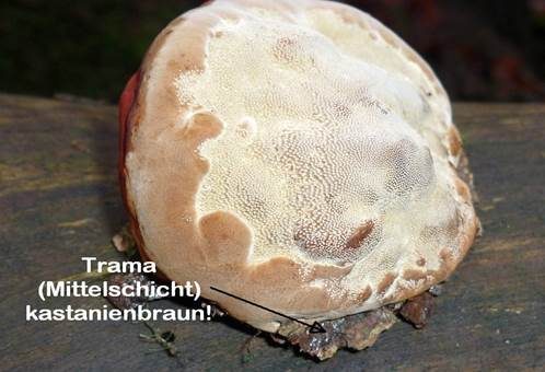 Kupferroter Lackporling, Foto 3