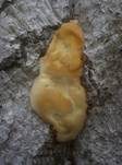 Kupferroter Lackporling, Foto 14