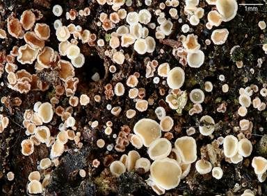 Kurzhaariges Weißhaarbecherchen, Foto 3