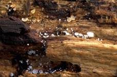 Kurzhaariges Weißhaarbecherchen, Foto 24