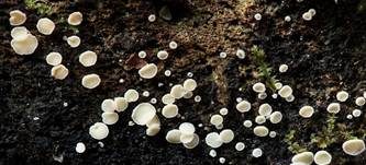 Kurzhaariges Weißhaarbecherchen, Foto 33