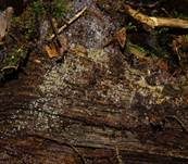 Kurzhaariges Weißhaarbecherchen, Foto 44
