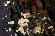Kurzhaariges Weißhaarbecherchen, Foto 7