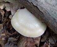 Kurzröhriger Saftporling, Foto 15