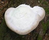 Kurzröhriger Saftporling, Foto 8