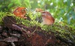 Kurzstieliger Becherling, Foto 7