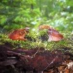 Kurzstieliger Becherling, Foto 8