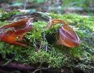 Kurzstieliger Becherling, Foto 9