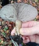 Kurzstieliger Weichritterling, Foto 5
