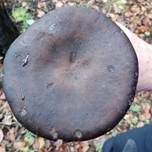 Kurzstieliger Weichritterling, Foto 6