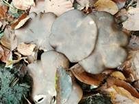 Kurzstieliger Weichritterling, Foto 7