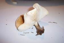 Kurzstieliger Weichritterling, Foto 11
