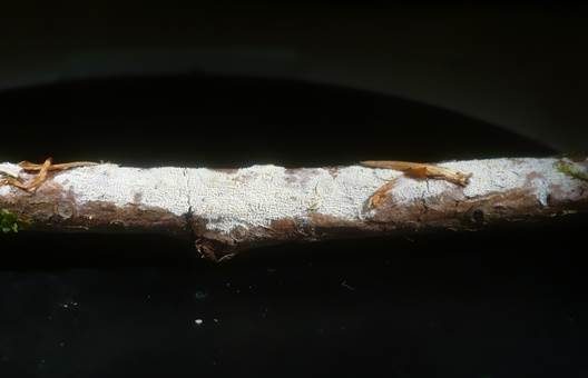 Kurzzahniger Fadenstachelpilz, Foto 3