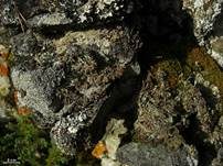 Labyrinth-Blasenflechte, Foto 7